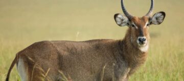 Explore Uganda Game Reserves