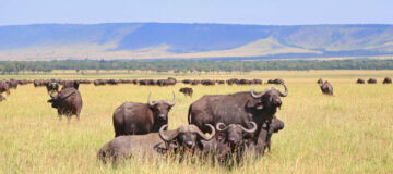 9 Days Budget Tanzania and Kenya Safari