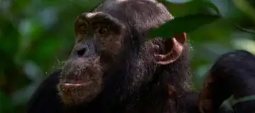 Chimpanzee Trekking in Rwanda