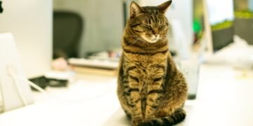 Kedilerin Gizli Ajandası Ortaya Çıktı: Sabah 4’teki Toplantıların Sebebi Buymuş! 🙀