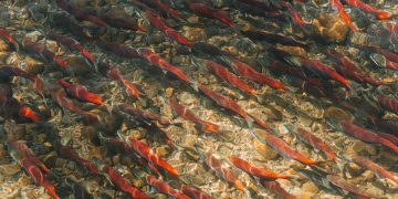 dam removal salmon migration restoration