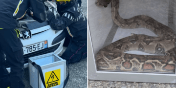 Près de Toulouse, il tombe un serpent Boa dans le moteur de sa voiture
