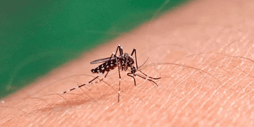 Dengue en Santa Fe: confirmaron el primer caso de la temporada en una mujer que viajó a Perú