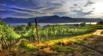 Laughing Stock Vineyards