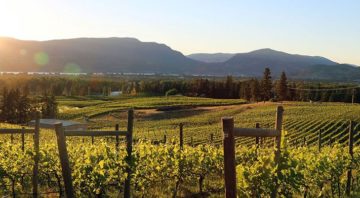 Tantalus Vineyards