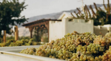 Stoneboat Vineyards