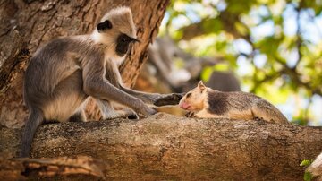 a langur in a tree pets a giant squirrel