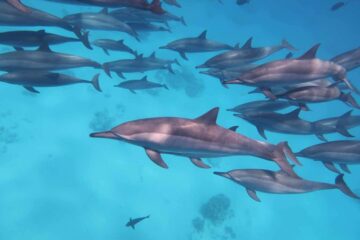 Genießen Sie den Ausflug Hurghada Schwimmen mit Delfinen