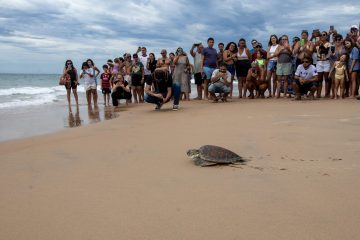 Ação ambiental devolve tartaruga-verde ao mar em Macaé