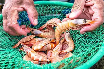 Defeso do camarão irá suspender pesca comercial no Sudeste