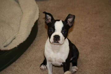 How Do I Get My Boston Terrier To Stop Biting? Boston Terrier Society.