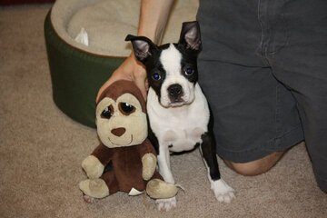 Preparing Your Home For Your New Boston Terrier. Boston Terrier Society.