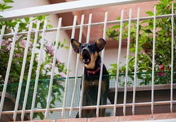 cane che abbaia in condominio sul balcone