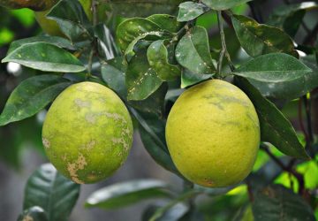 cocciniglia del limone