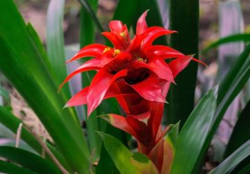 Guzmania lingulata