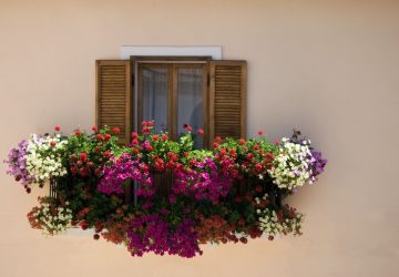 fiori agosto
