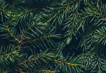 alberi perfetti per l'inverno, pino