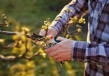 potatura da fare a dicembre