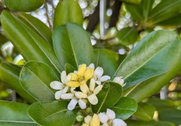Pitosforo, foglie e fiori bianchi