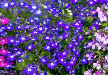lobelia vari colori