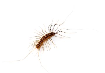 Scutigere e scolopendre in casa