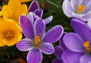 Coltivare il croco tra aiuole e vasi per fiori già a fine inverno: Primo piano di crocus viola e giallo vibranti in un…