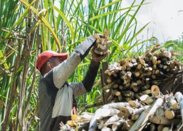 Columbian sugarcane harvest