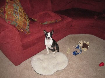 Are Boston Terriers Good Apartment Dogs? Your Guide. Boston Terrier Society