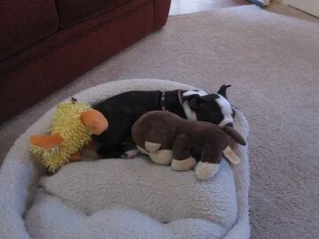 How Big is My Boston Terrier Puppy Going to Get?  Boston Terrier Society. Size.