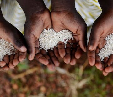 Three hands holding small amounts of rice, symbolizing food security and livelihoods in Africa.