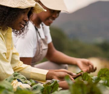 Women working in a farm, inspecting crops in an outdoor setting.