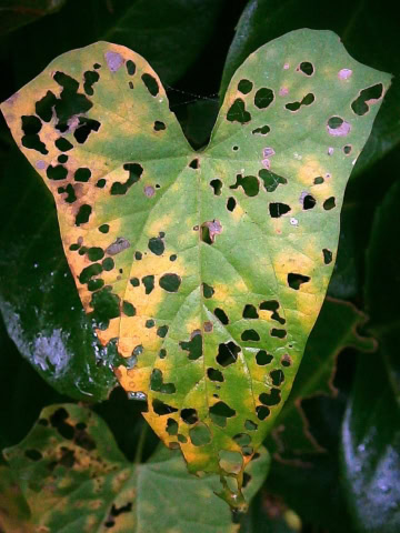 list