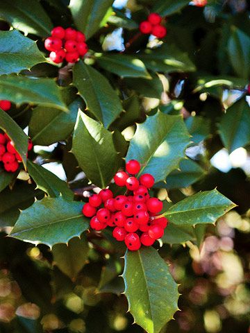 Read more about the article THREE TREES FOR THE WINTER LANDSCAPE
