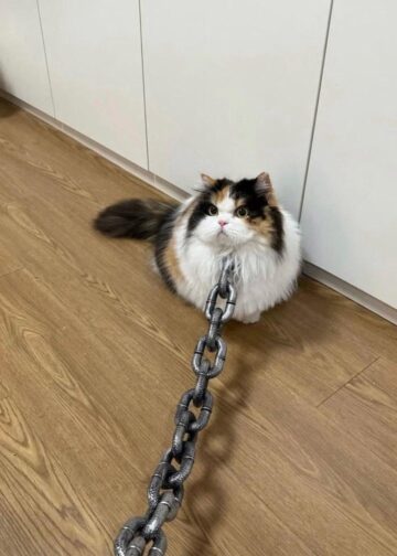 Angry potato