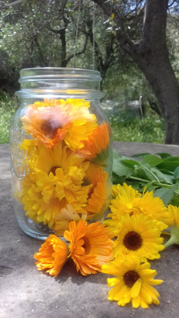 macérat calendula - Ateliers de naturopathie à Mouans-Sartoux