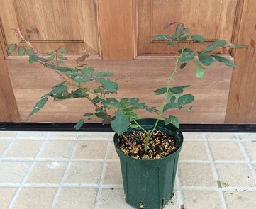クラウンプリンセスマルガリータ鉢植え1