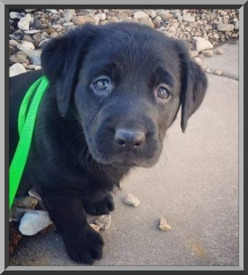 ropa para perros labrador retriever