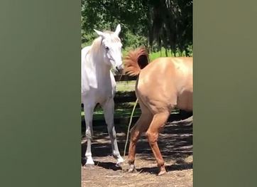 Horse mating and care of pregnant horses and foals