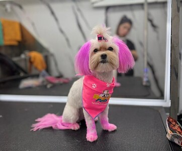 A small dog with pink and white fur, wearing a pink bandana, sitting on a grooming table. A small dog with pink and white fur, wearing a pink bandana, sitting on a grooming table.