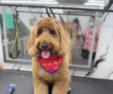 A brown poodle wearing a colorful bandana sitting on a grooming table in a salon. A brown poodle wearing a colorful bandana sitting on a grooming table in a salon.