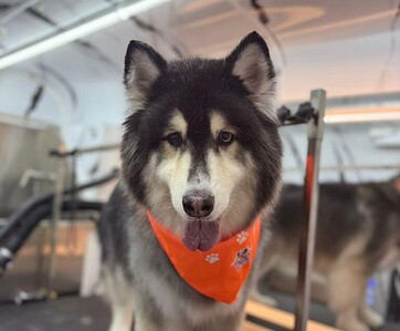 A husky dog wearing an orange bandana standing on a grooming table inside a van. A husky dog wearing an orange bandana standing on a grooming table inside a van.