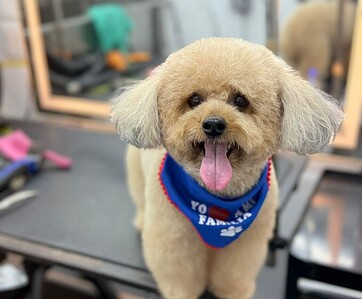 A poodle wearing a blue bandana with the text 'Yo Soy Familar' at a grooming station. A poodle wearing a blue bandana with the text 'Yo Soy Familar' at a grooming station.