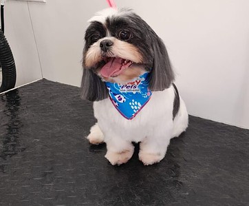 A small dog with long fur wearing a blue bandana, sitting on a grooming table. A small dog with long fur wearing a blue bandana, sitting on a grooming table.