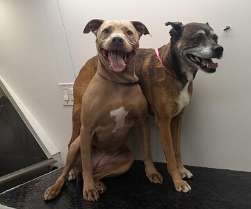 Two dogs, one brown and one brindle, sitting side by side on a grooming table. Two dogs, one brown and one brindle, sitting side by side on a grooming table.