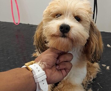 Small dog with fluffy fur being groomed by a person in a grooming setting. Small dog with fluffy fur being groomed by a person in a grooming setting.