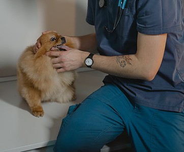 Smiling veterinarian examines a Pomeranian dog during a checkup in a veterinary clinic. Smiling veterinarian examines a Pomeranian dog during a checkup in a veterinary clinic.