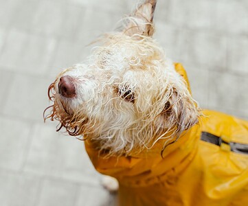 Wet dog wearing a yellow raincoat, looking back with a curious expression on a rainy day. Wet dog wearing a yellow raincoat, looking back with a curious expression on a rainy day.