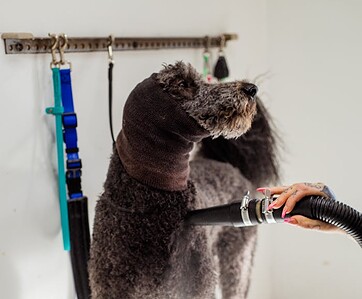 A poodle dog being expertly groomed with a blow dryer during a professional grooming session. A poodle dog being expertly groomed with a blow dryer during a professional grooming session.