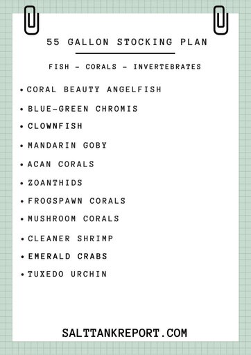 55 gallon saltwater tank stocking plan