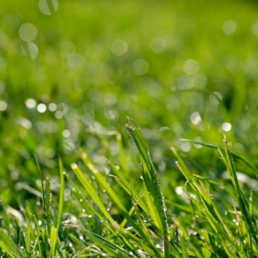 Grass Greener